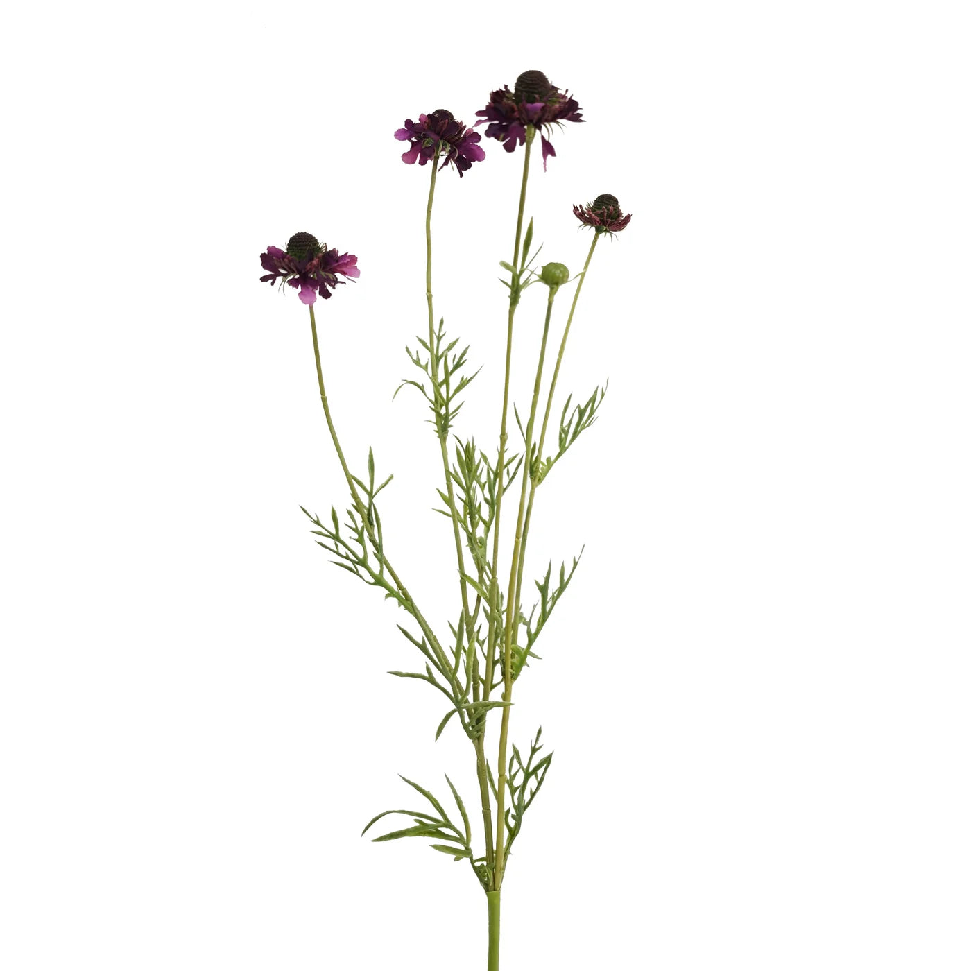 Scabiosa