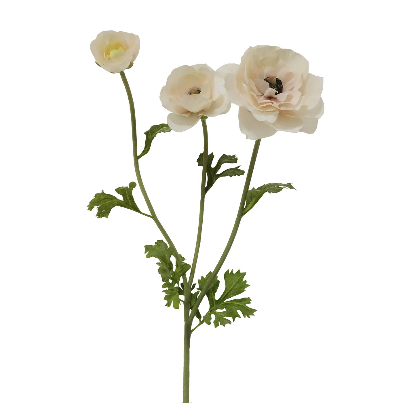 Butterfly Ranunculus