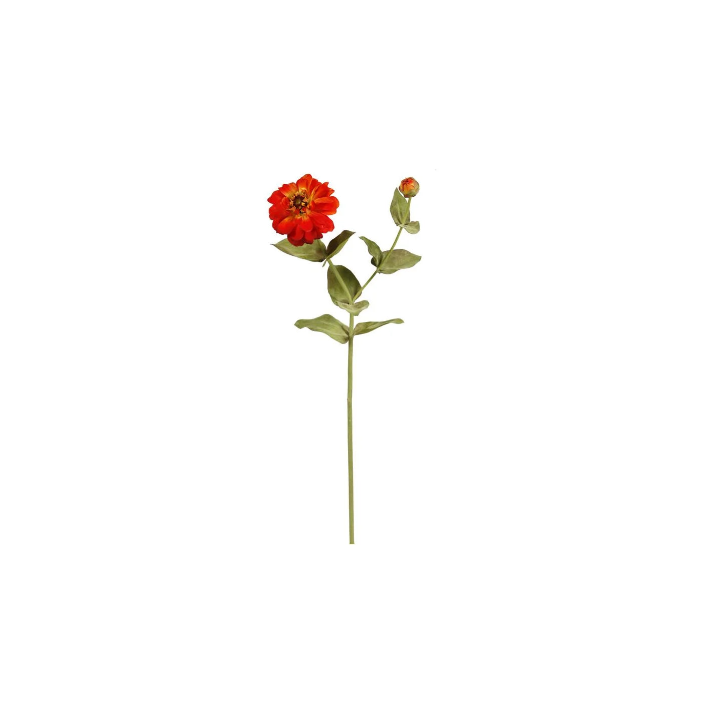Orange Zinnia