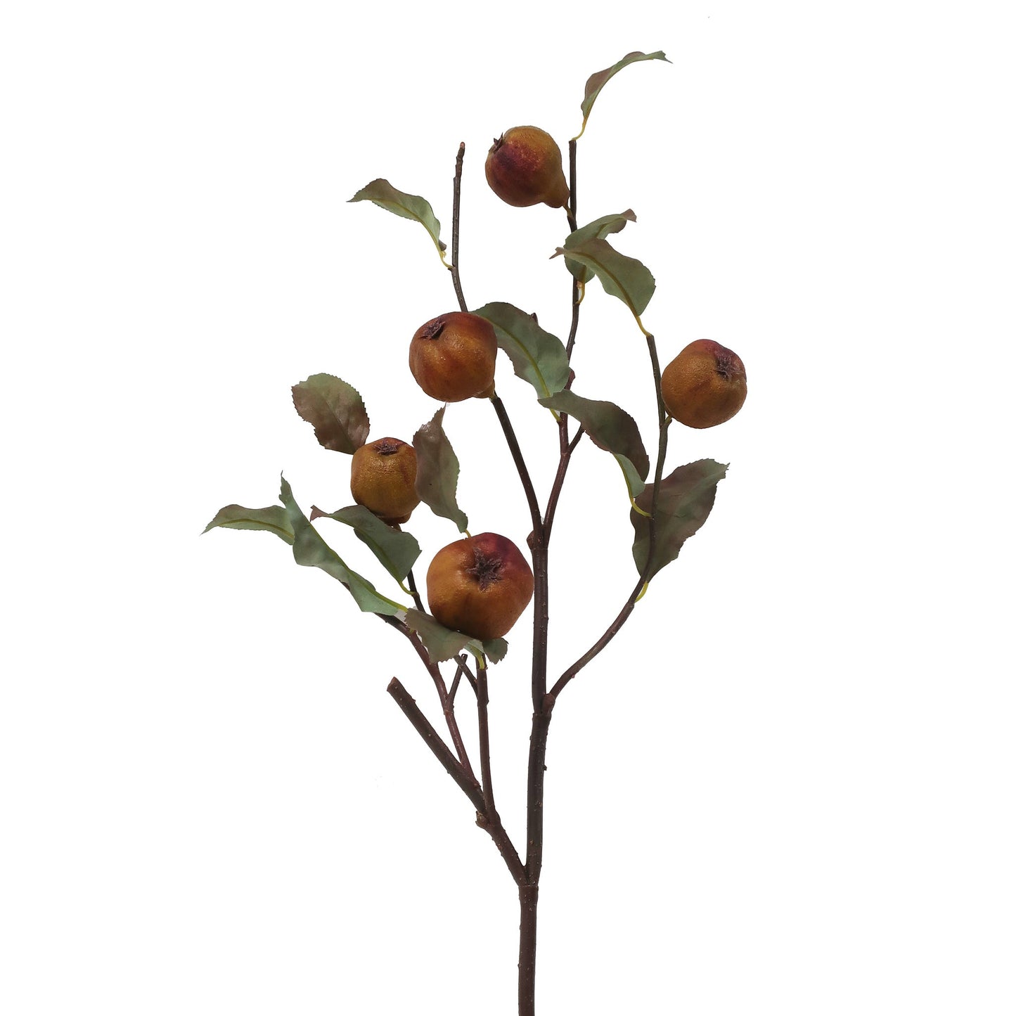 Dry Quince Branch