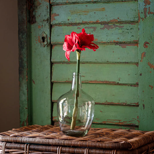 Ruby Red Grand Amaryllis 16"
