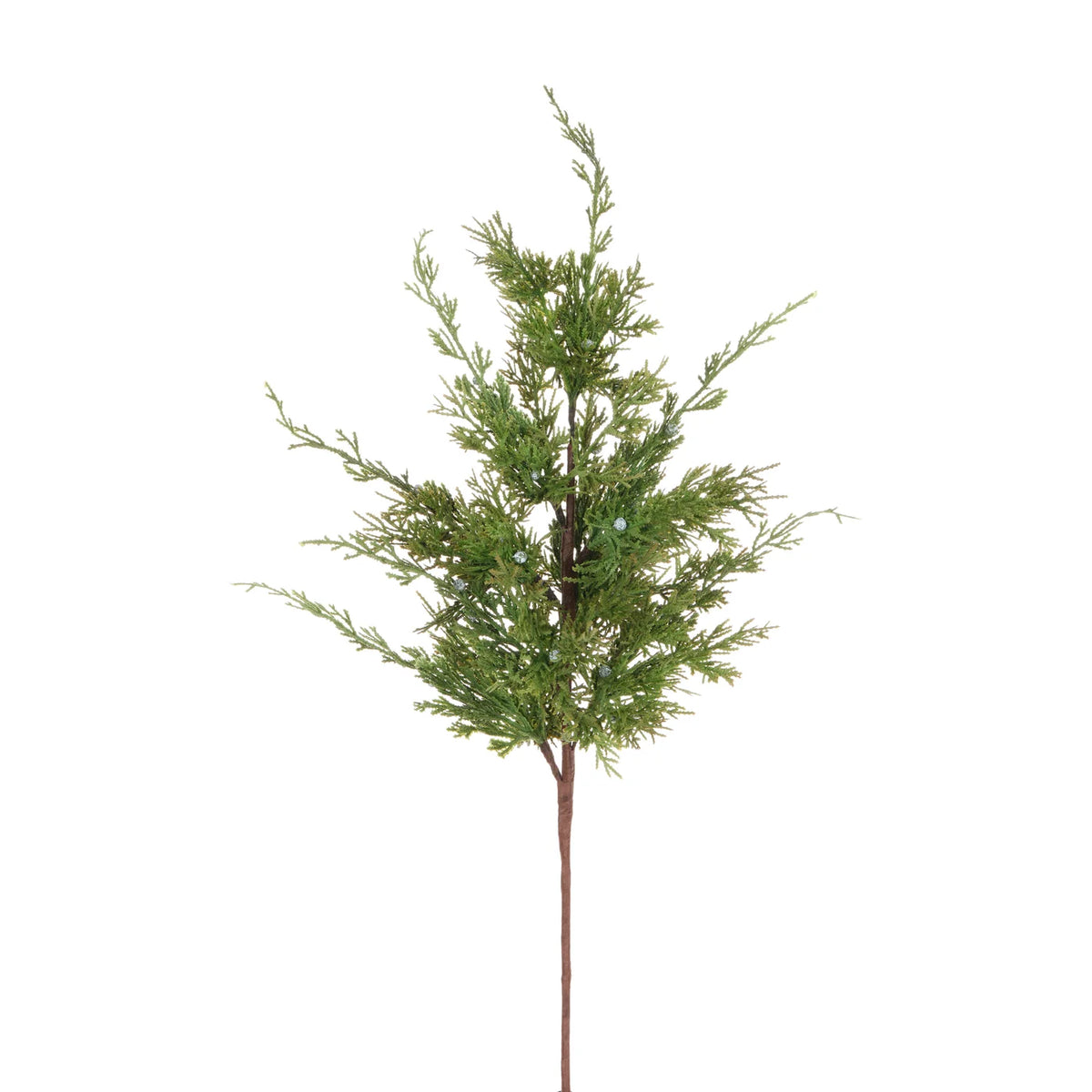 Cedar Juniper Branch