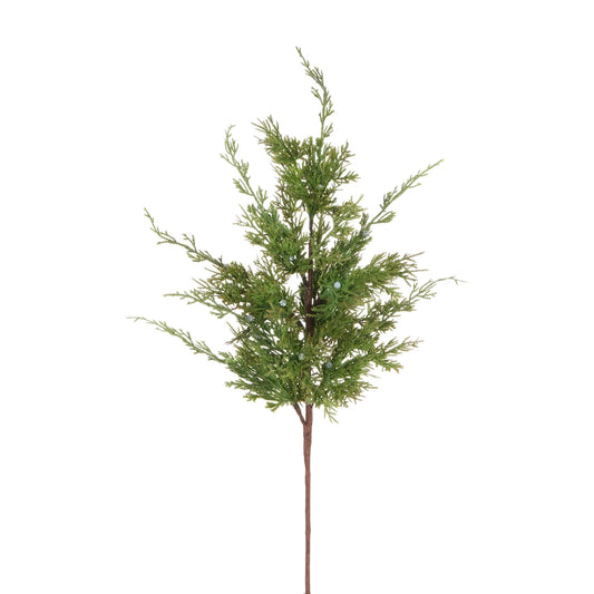 Cedar Juniper Branch