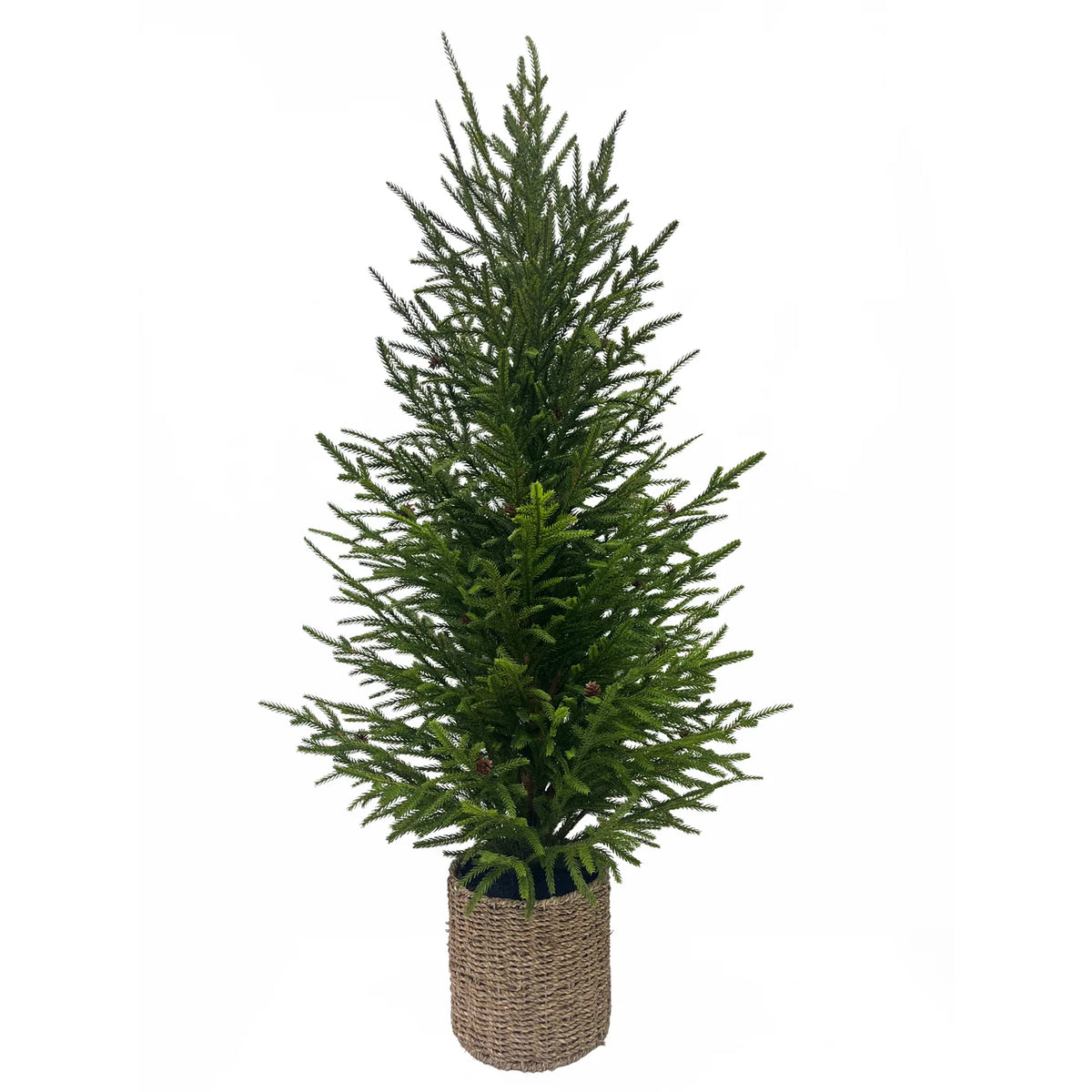 Norfolk Pine in Basket 47"
